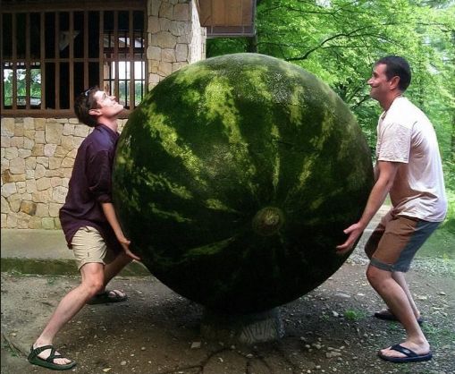 Huge melons